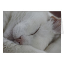 Prise d'un petit somme de chat cartes de vœux