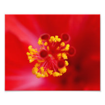 Prisonnier de guerre de pollen ! épreuve photograp