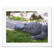 Profil d'alligator américain art photographique
