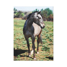 Profil de photo d'Appaloosa Toile Tendue Sur Châssis