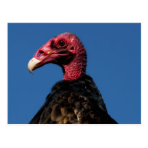 Profil de vautour carte postale