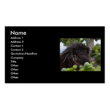 profil ou carte de visite, porc-épic