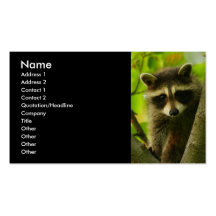 profil ou carte de visite, raton laveur