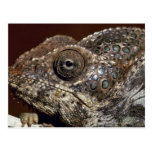 Proie de attente de caméléon cartes postales
