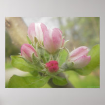 Promesse des pommes posters