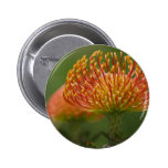 Protea de pelote à épingles badge