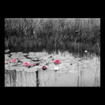 Protections de lis photographie