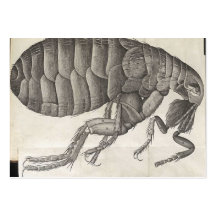Puce Carte De Visite