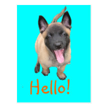 puppy malinois carte postale
