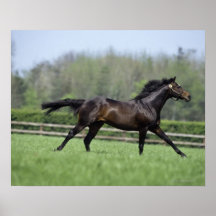 Pur sangs de cheval, Wassl 1988, Poster