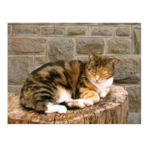 Pussels - chat sur un tronçon carte postale