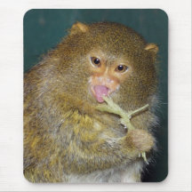 pygmy_marmoset8x10 tapis de souris