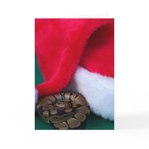 Python de boule à côté de chapeau de Père Noël, No cartes