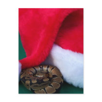 Python de boule à côté de chapeau de Père Noël, No cartes postales