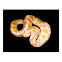 Python de boule albinos cartes postales
