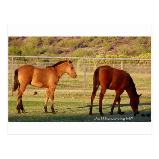 Quand les chevaux ont-ils commencé à manger des oi carte postale