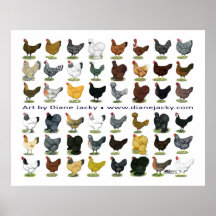 Quarante-huit promos de poule affiche