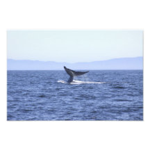 Queue de baleine bleue photo