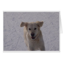 Qui a laissé les chiens ? carte de vœux