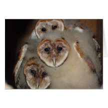 "Qui est là ?" Carte de voeux de hibou de grange