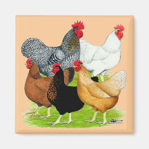 quintette Sexe-lié de poulets Aimant