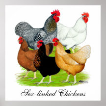 quintette Sexe-lié de poulets Posters