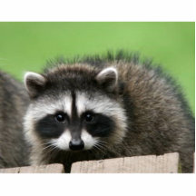 raccoon6 photo sculptures