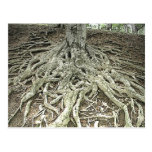 Racines d'arbre cartes postales