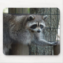 racoon8x10 tapis de souris