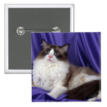 Ragdoll, joint bicolore badges