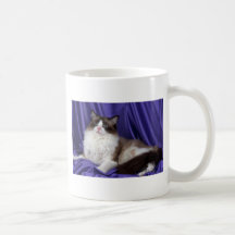 Ragdoll, joint bicolore tasse à café