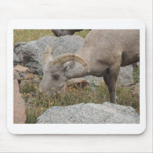 RAM de moutons de Big Horn de montagne rocheuse Tapis De Souris