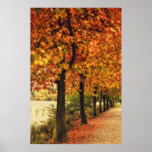 Rangée des arbres en automne poster
