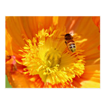 Rassemblement du pollen cartes postales