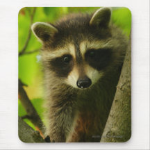 Raton laveur tapis de souris