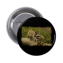 Ratons laveurs pin's
