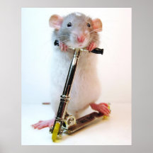 Rattus de Scootimus Poster