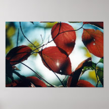 Rayon de soleil de feuille de chute posters