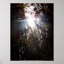 Rayons de Sun d'automne # 42 Posters