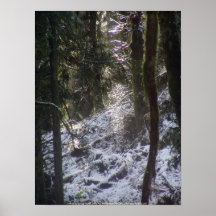 Rayons de Sun de forêt dans la neige #24 Affiches