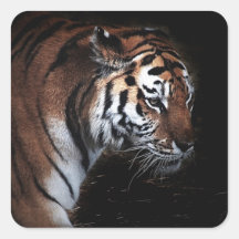 Recherche de tigres autocollants carrés