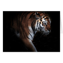 Recherche de tigres carte de vœux
