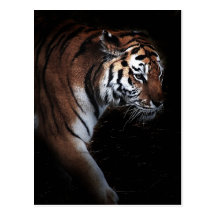 Recherche de tigres carte postale