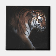 Recherche de tigres magnets