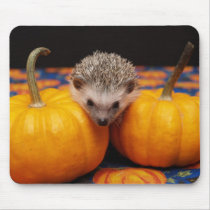Recherche du grand citrouille tapis de souris