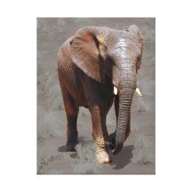 Recherches d'éléphant africain de l'eau toiles tendues
