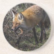 Red Fox Beverage Coaster