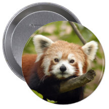 red-panda-004 badges