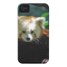 red-panda-11.jpg étui iPhone 4