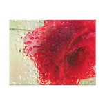 Red Rose in a Light Rain Stretched Canvas Print